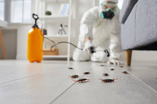 Trusted Cockroach Control service in Woodbine, NJ - Nex Pest Control